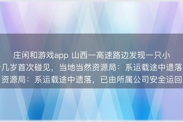莊閑和游戲app 山西一高速路邊發現一只小獅子，有民警稱干了十幾歲首次碰見，當地當然資源局：系運載途中遺落，已由所屬公司安全運回